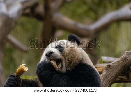 Giand panda bear eating bamboo, close up image with copy space for text