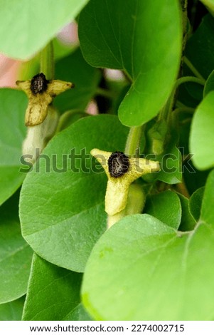 The foliage (leaves) and flower of woolly Dutchman's pipe (Aristolochia tomentosa), a deciduous, woody, climbing vine (liana) that is a host plant for the larvae of pipevine swallowtail butterfly