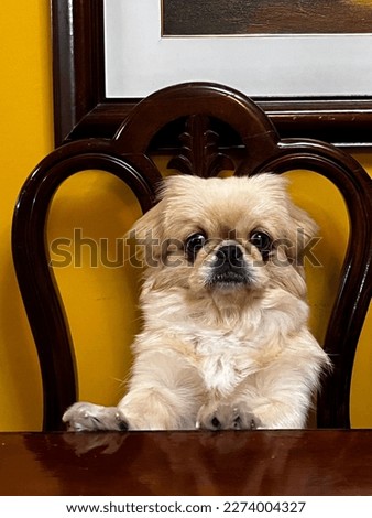 Cute Pekingese dog sitting on the table