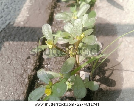 Photography of small flowers growing by the roadside