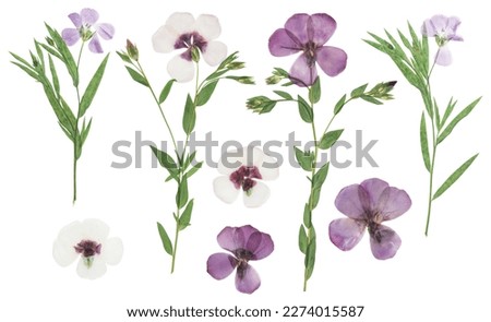 Pressed and dried delicate flower flax, isolated on white background. For use in scrapbooking, pressed floristry or herbarium. Royalty-Free Stock Photo #2274015587