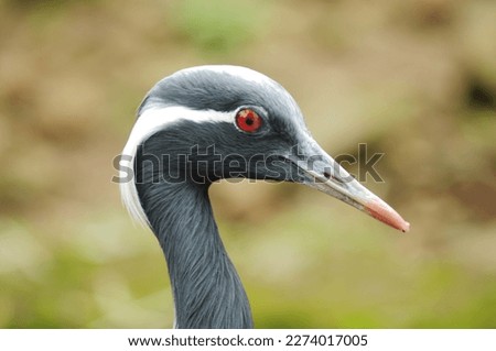 sharp looking close up bird picture 