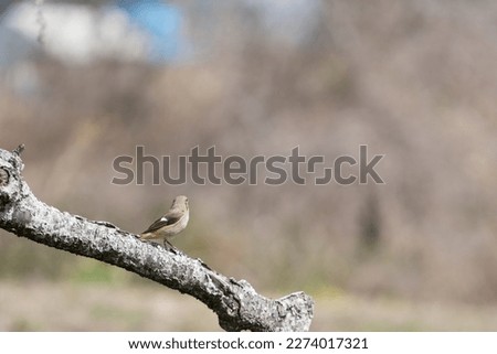 Pictures of Snowy Plovers perching on Branches