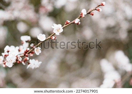 Pictures of Plum Blossoms in Spring in Japan