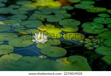 Waterlily in pond water. Water lily on water. White water lily. Waterlily in summer pond Royalty-Free Stock Photo #2274019035
