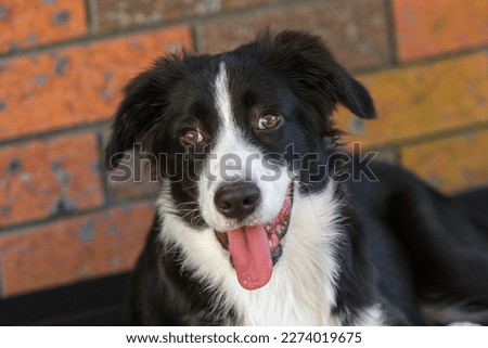 Black and white border collie puppy with brick wall in the background