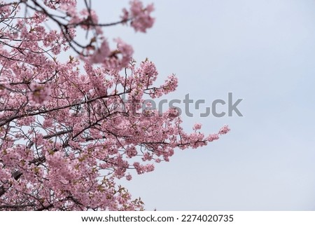 Pictures of Kawazu Cherry Blossoms in Spring in Japan