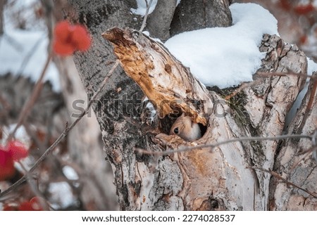 The squirrel sticks its head out of a hole in tree. A cute red squirrel in forest sticks its head out of a hole in a hollowed out tree trunk in winter.