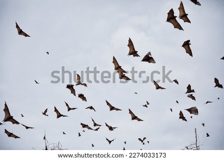 Hundreds of flying foxes fly towards cloudy sky in Riung on Flores. Royalty-Free Stock Photo #2274033173