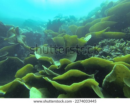 A cabbage coral in a mystical looking underwater world in Riung on Flores.