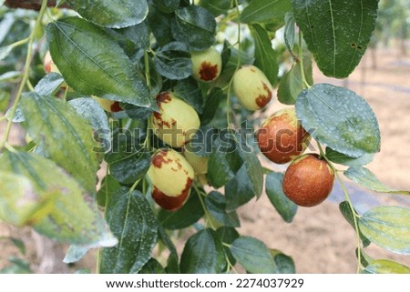 
jujube tree
korea jujube
jujube harvest
sweet fruit
apple jujube Royalty-Free Stock Photo #2274037929