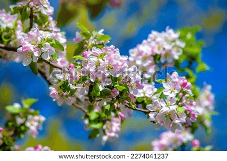 appletree blossom branch in the garden in spring Royalty-Free Stock Photo #2274041237