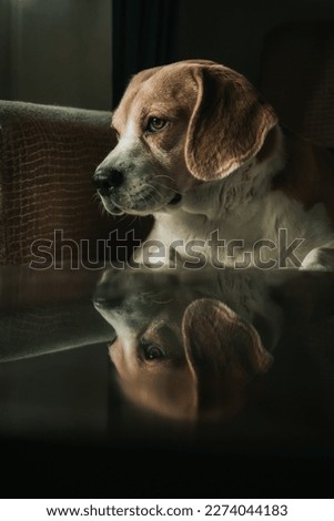 A wise looknng beagle starring outside of the window with his reflection on the table