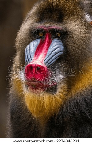 The mandrill (Mandrillus sphinx) is a large Old World monkey native to west central Africa