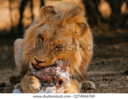 The beautiful lion animal eats food