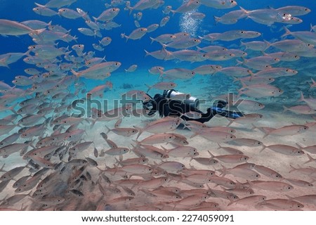 Marine wildlife and underwater photographer. Scuba diver swimming with the school of fish. Vortex of fish in the blue ocean. Underwater photography from scuba diving in the shallow sea.