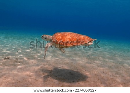 Sea turtle in the shallow vivid blue ocean with sandy seabed. Swimming aquatic wild animal, underwater photography from scuba diving with the sea turtles. Tropical marine life picture.