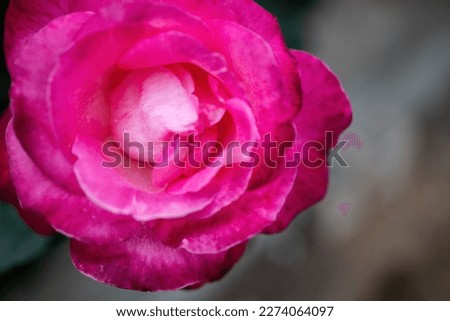 Pink Rose and Rosebuds in Garden, Close Up, Selective Focus. Rose blooms on a background of green leaves. Summer flower. Natural background.