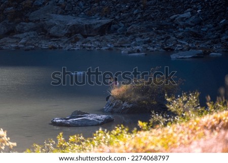 A traveler girl sits and takes pictures on the phone on the shore in the shade of a rock near the alpine lake Shavlinskoye in Altai during the day among the grass.