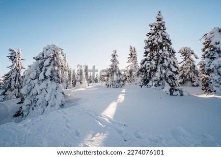 Alpine mountains landscape with white snow and blue sky. Sunset winter in nature. Frosty trees under warm sunlight. Krkonose Mountains National Park, Czech Republic, snezka