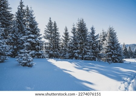 Alpine mountains landscape with white snow and blue sky. Sunset winter in nature. Frosty trees under warm sunlight.  Hiking winter to kralova hola, low tatras slovakia landscape