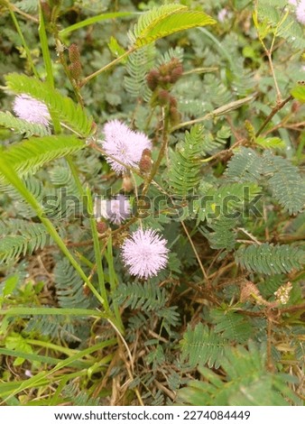 Mimosa Pudica (Princess Flower Shy) Growing in Borneo Tropical Nature stock image