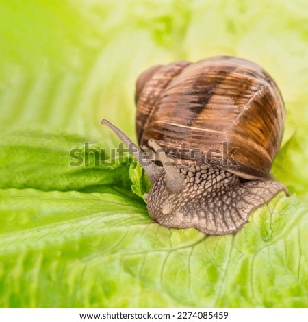 Burgundy snail eating a lettuce leaf – photo 