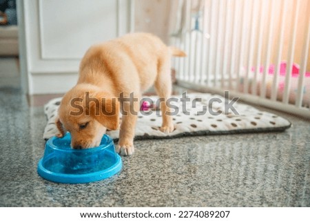Close-up little cute golden retriever eating food in the bowl