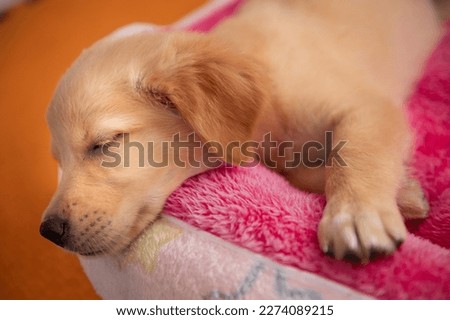 Close-up Little cute golden retriever sleeping on bed with toy Royalty-Free Stock Photo #2274089215
