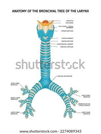 Larynx bronchial tree anatomy composition with scientific view of bronchus with text captions on blank background vector illustration Royalty-Free Stock Photo #2274089343