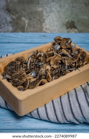 Color psilocybe mushroom from Mexico indoor fresh growing on blue old table in box