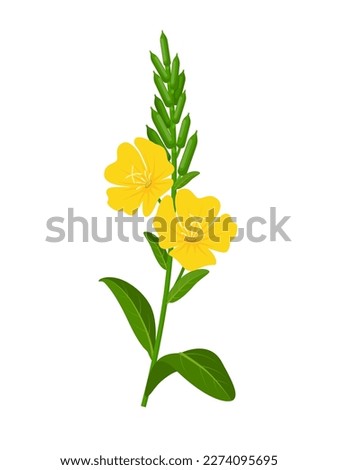 Vector illustration, evening primrose or Oenothera biennis, isolated on white background. Royalty-Free Stock Photo #2274095695
