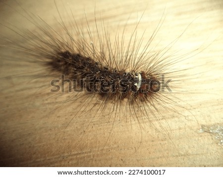 caterpillar black hair, with dense fur causing itching.