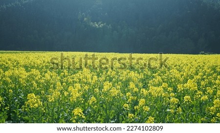 The beautiful countryside landscape full of the yellow oil flowers blooming in the field in spring