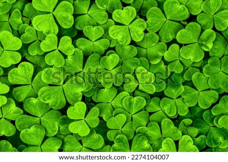 Background with green clover leaves for Saint Patrick's day. Abstract backdrop for design with a shamrock. Spingtime nature pattern.