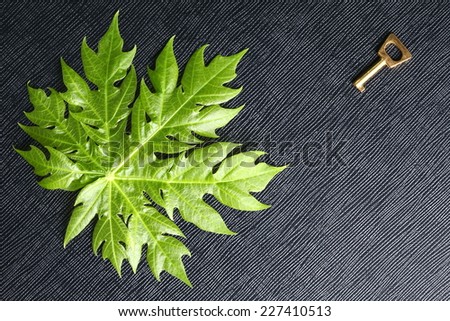 A small golden chrome color key put on the papaya leaf represent the abstract meaning.
