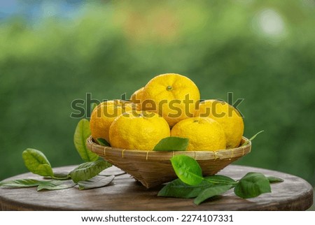 Fresh Sweet Yuzu Orange fruit in wooden basket over blur greenery background, Kochi Yellow Yuzu over green natural Blur background. Royalty-Free Stock Photo #2274107331