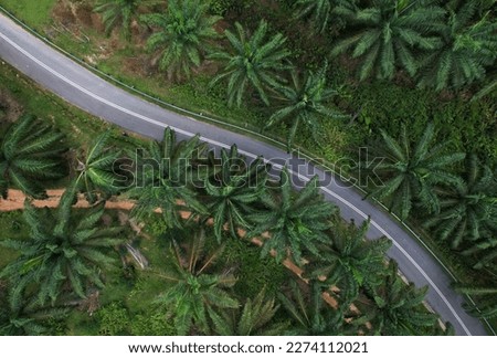 road route surrounded by oil palm trees from top view