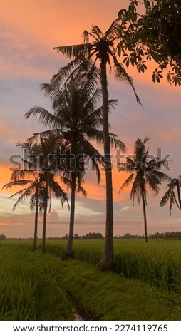 a picture of a coconut tree in a rice field in the afternoon
