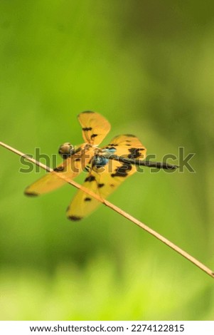 In this picture, I capture a dragonfly or grasshopper! I don't know. But still it is so beautiful. 