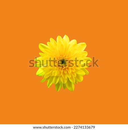 Top veiw, brigness single chrysanthemums flower yellow color blossom blooming  isolated on orange background for stock photo or illustration, summer plants