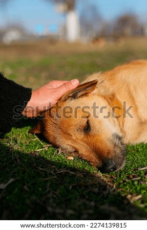 a beautiful brunette in a black sweater, lies on the grass with a homeless dog, the girl hugs the dog, takes pictures with him and takes care of him, a beautiful red dog