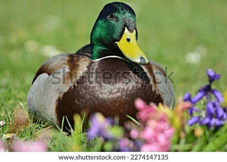 female mallard duck lying in the grass in summer with flowers in the foreground, Vienna Austria