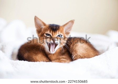 Close up of cute Abyssinian ruddy kitten with open mouth saying meow. Little red kittens lying on fluffy blanket. Image for veterinary clinic or pet shop. Copy space. Selective focus on cats eyes.
