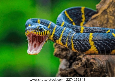 snake, (suborder Serpentes), also called serpent, any of more than 3,400 species of reptiles distinguished by their limbless condition and greatly elongated body and tail. Classified with lizards