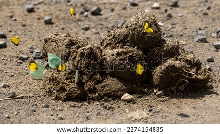 butterflies around an elephant dung pile Royalty-Free Stock Photo #2274154835