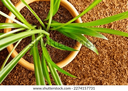 Dry coconut fibre substrate made eco-friendly and cheap from coco coir bricks, used as grow or potting soil, with trowel and a potted plant. Royalty-Free Stock Photo #2274157731