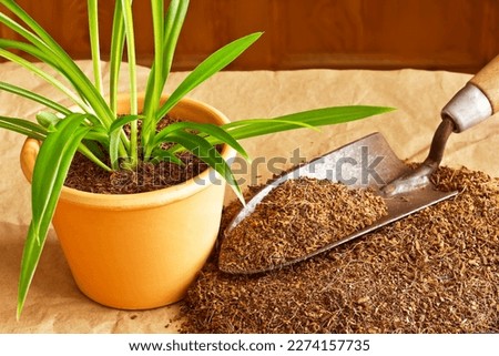 Dry coconut fibre substrate made eco-friendly and cheap from coco coir bricks, used as grow or potting soil, with trowel and a potted plant. Royalty-Free Stock Photo #2274157735