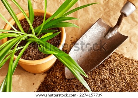 Dry coconut fibre substrate made eco-friendly and cheap from coco coir bricks, used as grow or potting soil, with trowel and a potted plant. Royalty-Free Stock Photo #2274157739