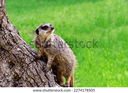 Cute funny meerkat on a background of green grass. Animal theme, copy space.